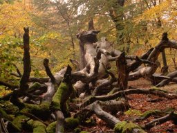 IMGP3845-Falden-kaempe